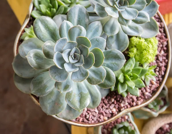 Macro de plante succulente dans le désert — Photo