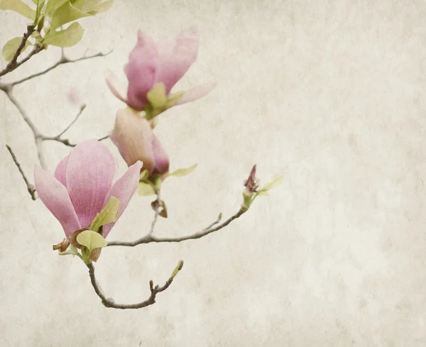 Eski kağıt arka plan üzerinde pembe Manolya çiçek — Stok fotoğraf