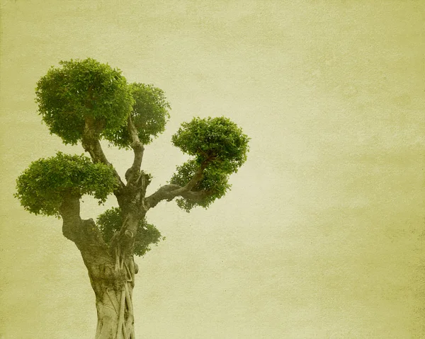 Árvore com grunge velho textura de papel antigo — Fotografia de Stock