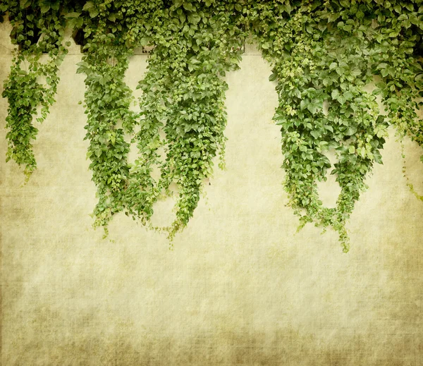 Green ivy on old grunge antique paper texture — Stock Photo, Image