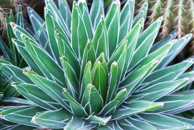 Sivri uçlu ağaç yaprakları.