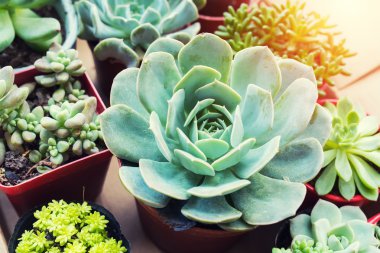  minyatür etli bitkiler