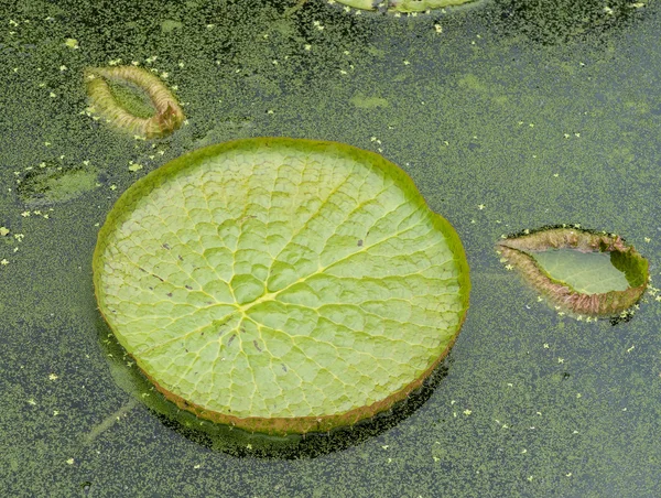 Obrovské plovoucí lotos, obří amazon leknín, victoria amazonia — Stock fotografie