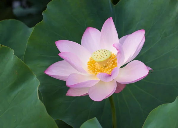 Flor de lótus em flor — Fotografia de Stock