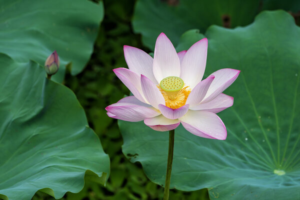 blooming lotus flower