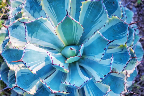 Agudo hojas de agave puntiagudas —  Fotos de Stock