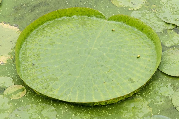 Enorme zwevende lotus, reus amazon water lily, victoria amazonia — Stockfoto
