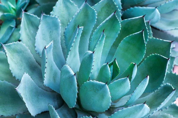 Sharp pointed agave plant leaves — Stock Photo, Image