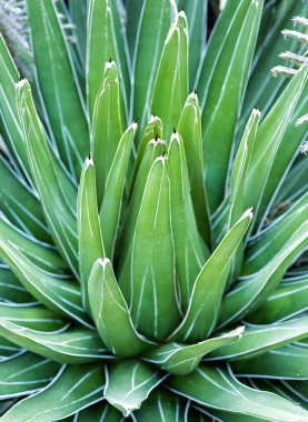 Sivri uçlu ağaç yaprakları.