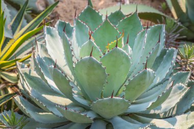 Sivri uçlu ağaç yaprakları.