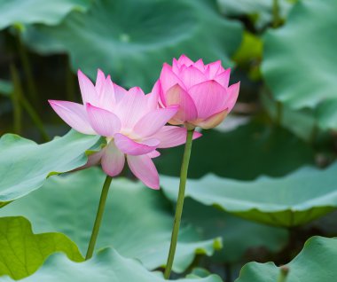 çiçek açan lotus çiçeği