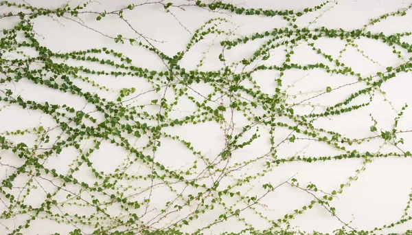 Ivy leaves isolated on a white background — Stock Photo, Image