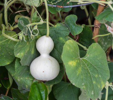 green bottle gourd in the garden