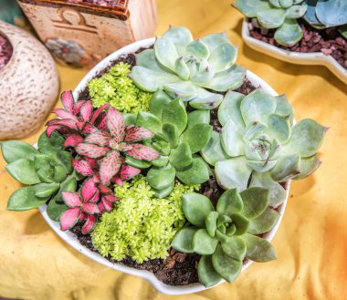  minyatür etli bitkiler