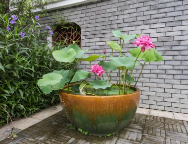 çiçek açan lotus çiçeği