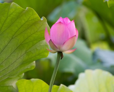 koyu arka plan üzerine çiçek açan lotus çiçeği