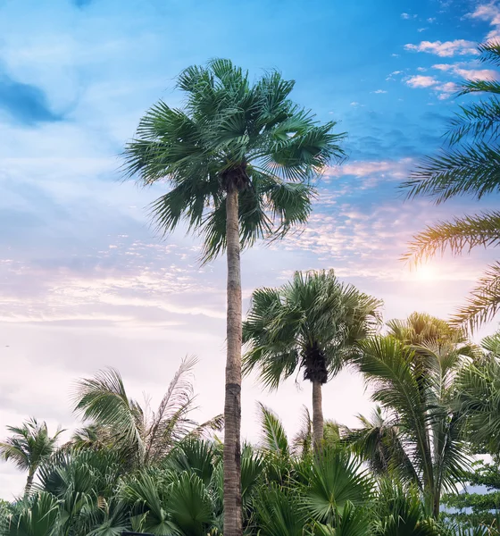 Silhouette di palma sul tramonto paradiso sulla spiaggia — Foto Stock