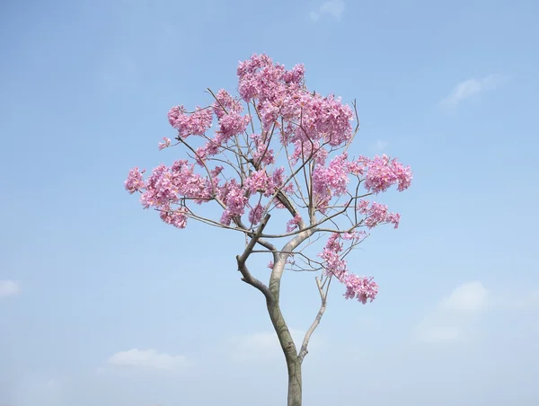 Tabebuia chrysotricha růžové květy kvetou na jaře — Stock fotografie