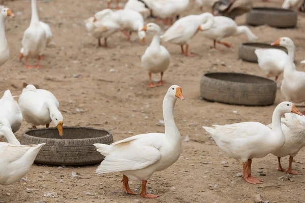 Oies dans une ferme — Photo