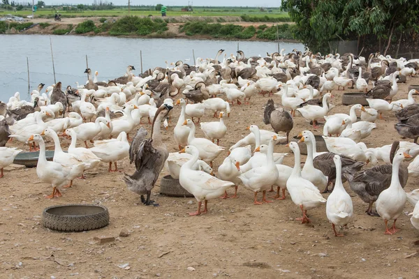 Oies dans une ferme — Photo