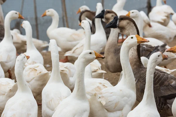 Oies dans une ferme — Photo