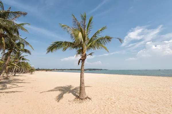 Silueta de palmera en el paraíso puesta de sol en la playa —  Fotos de Stock