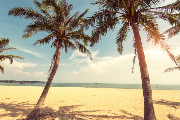 Silueta de palmera en el paraíso puesta de sol en la playa —  Fotos de Stock