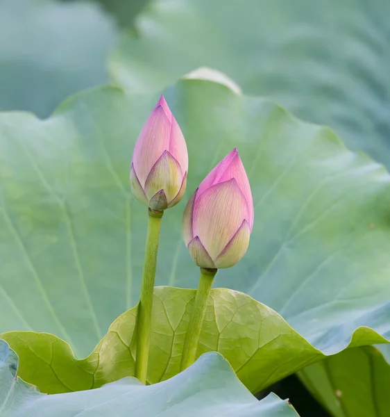 Blooming lotus flower over dark background — Stock Photo, Image