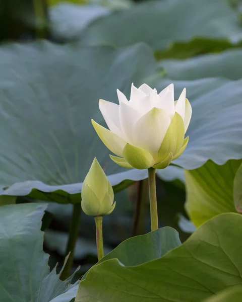 Fiore di loto bianco — Foto Stock