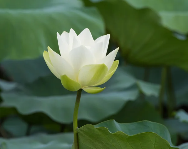 Flor de lótus branco — Fotografia de Stock