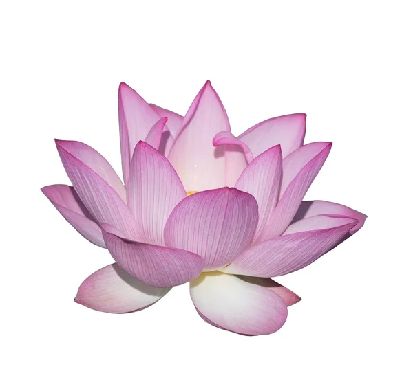 Blooming lotus flower over dark background — Stock Photo, Image