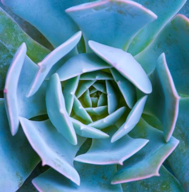 minyatür etli bitkiler