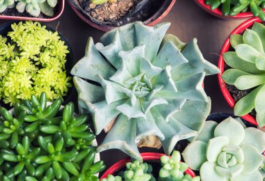 minyatür etli bitkiler