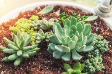 minyatür etli bitkiler