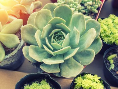 minyatür etli bitkiler