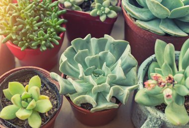 minyatür etli bitkiler