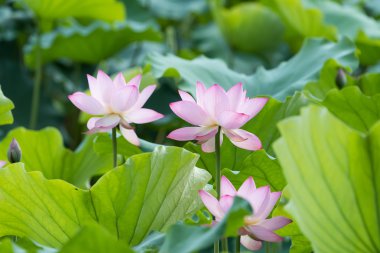 çiçek açan lotus çiçeği
