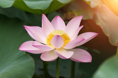 çiçek açan lotus çiçeği