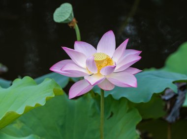 çiçek açan lotus çiçeği