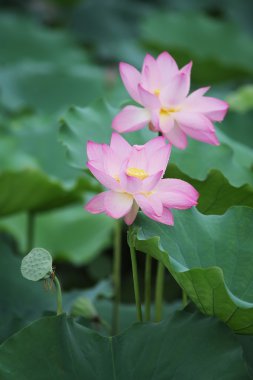 çiçek açan lotus çiçeği
