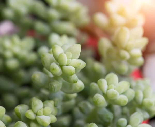 小型肉质植物 — 图库照片