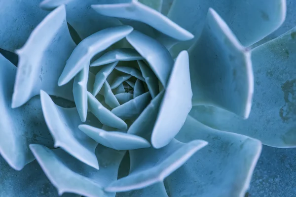 Plantas suculentas em miniatura — Fotografia de Stock