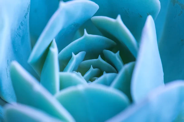 ミニチュア水気が多い植物 — ストック写真