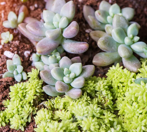 Miniature succulent plants — Stock Photo, Image