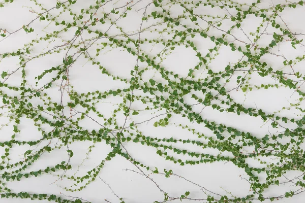 Hojas de hiedra aisladas sobre un fondo blanco — Foto de Stock