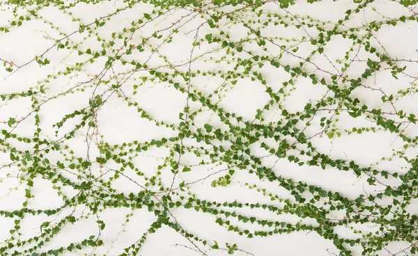 Ivy leaves isolated on a white background — Stock Photo, Image