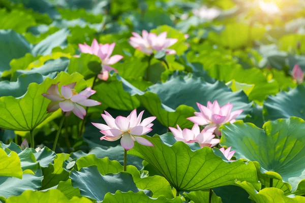 Blommande lotusblomma — Stockfoto