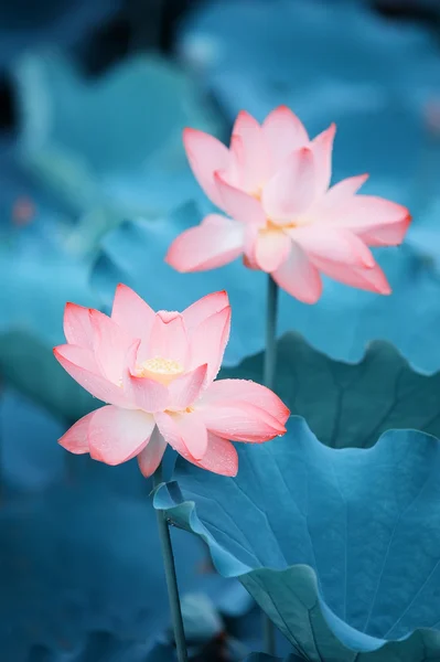 Blommande lotusblomma — Stockfoto