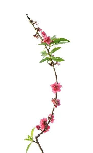 Pink blossoms — Stock Photo, Image