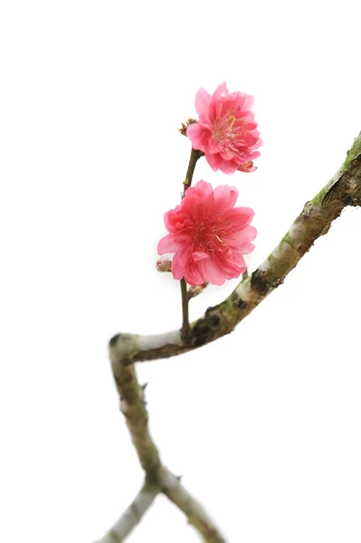 Flores cor de rosa — Fotografia de Stock